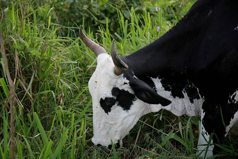 Cattle